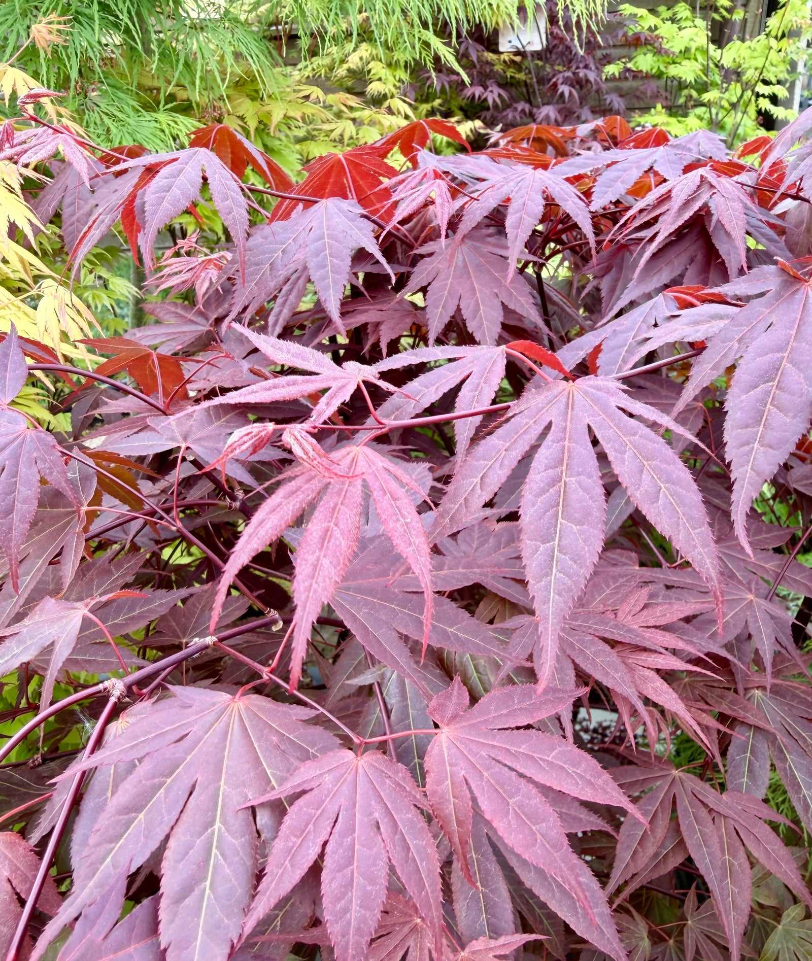 Acer palmatum ‘Atropurpureum’ - 4Litre