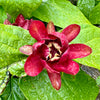 Calycanthus 'Aphrodite' - 10Litre