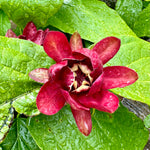 Calycanthus 'Aphrodite' - 10Litre