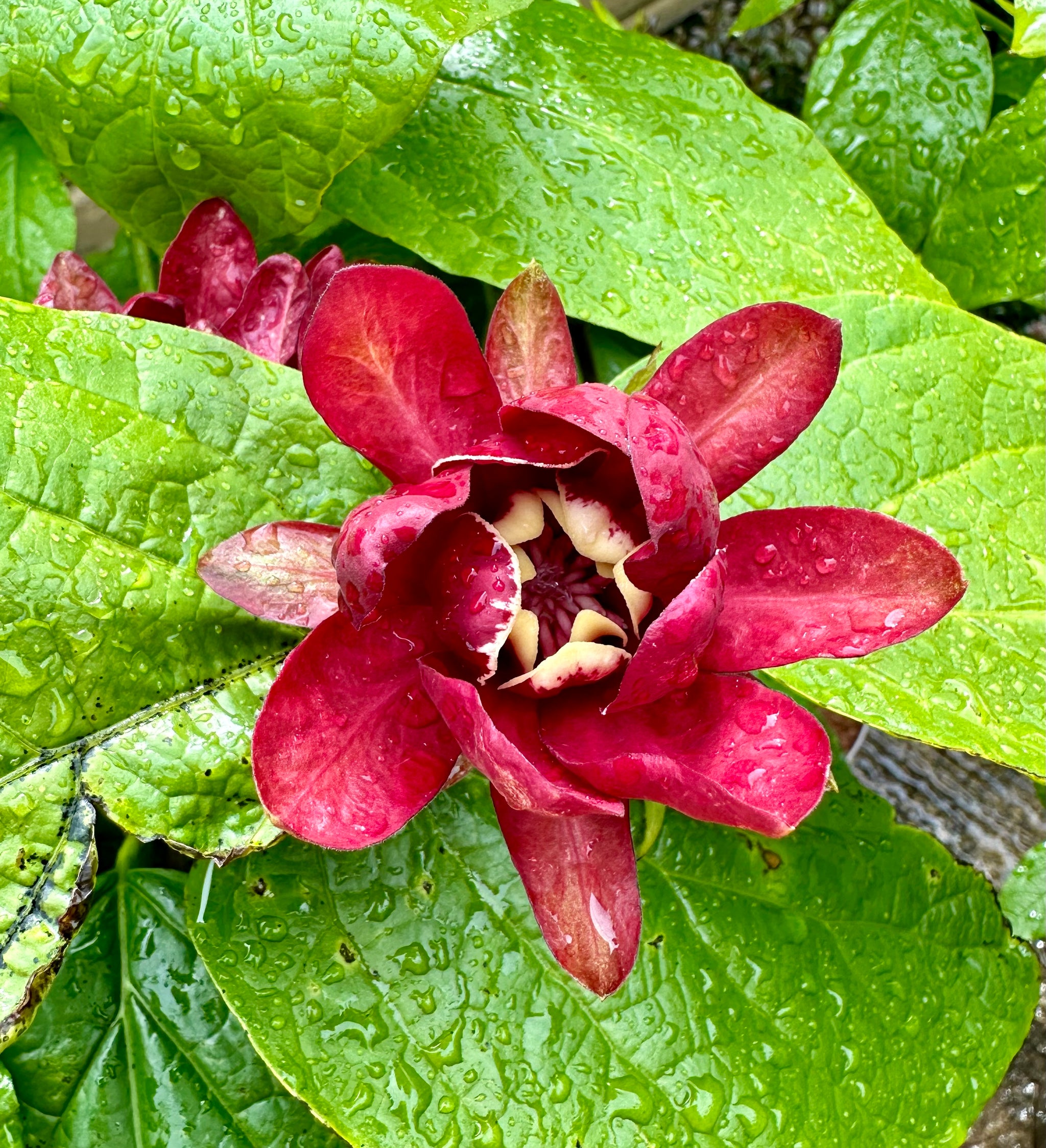 Calycanthus 'Aphrodite' - 10Litre