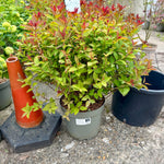 Spiraea japonica 'Double Play Doozie' - 7.5Litre