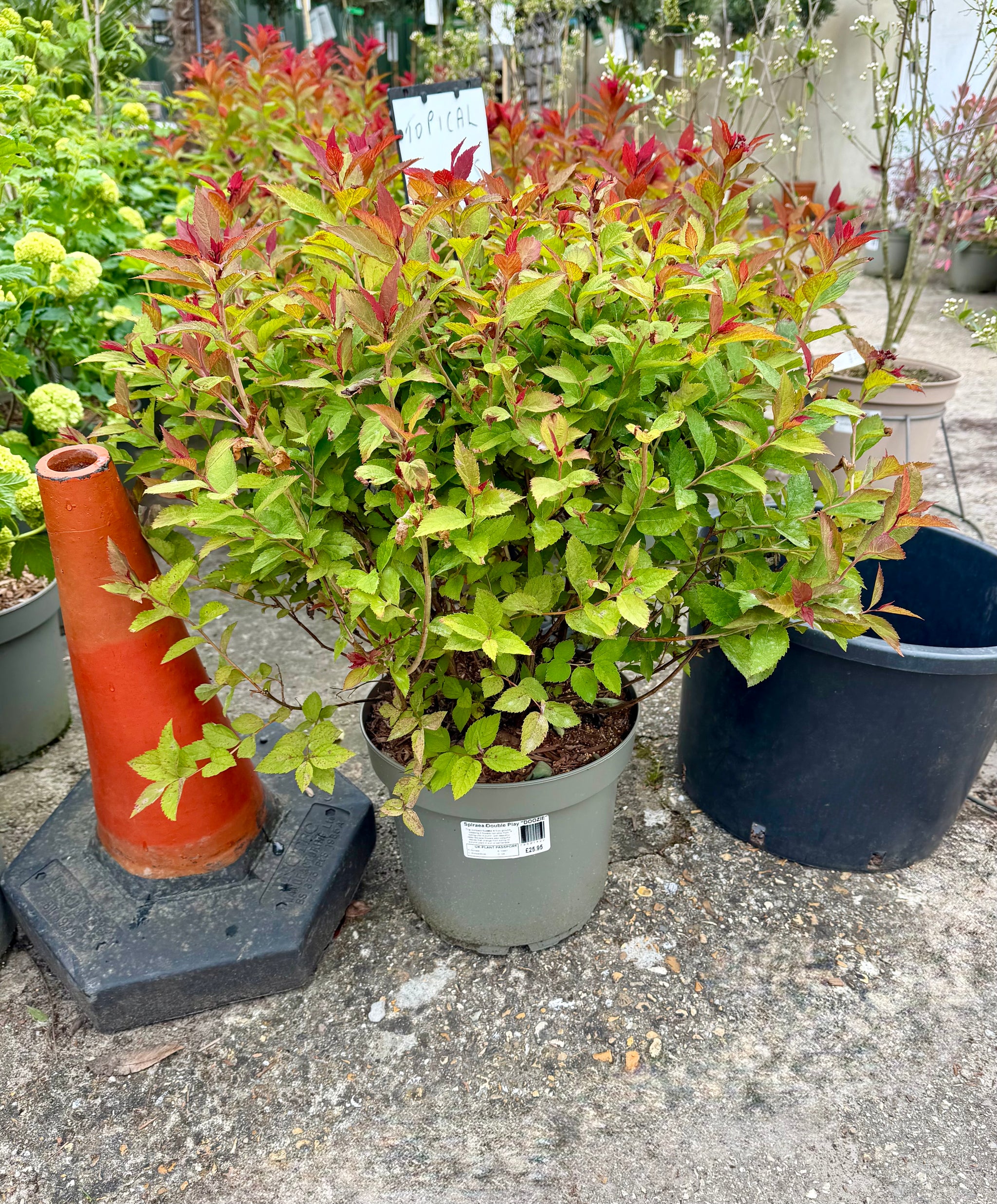 Spiraea japonica 'Double Play Doozie' - 7.5Litre