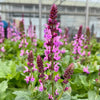 Salvia ‘Rose Marvel’ - 2Litre