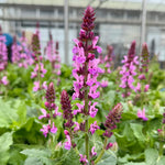 Salvia ‘Rose Marvel’ - 2Litre
