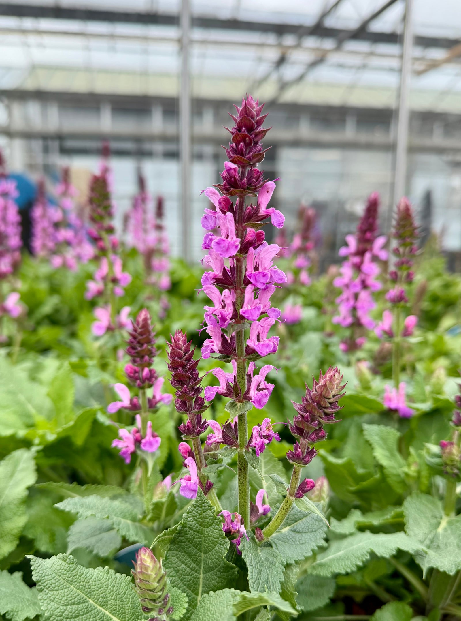 Salvia ‘Rose Marvel’ - 2Litre