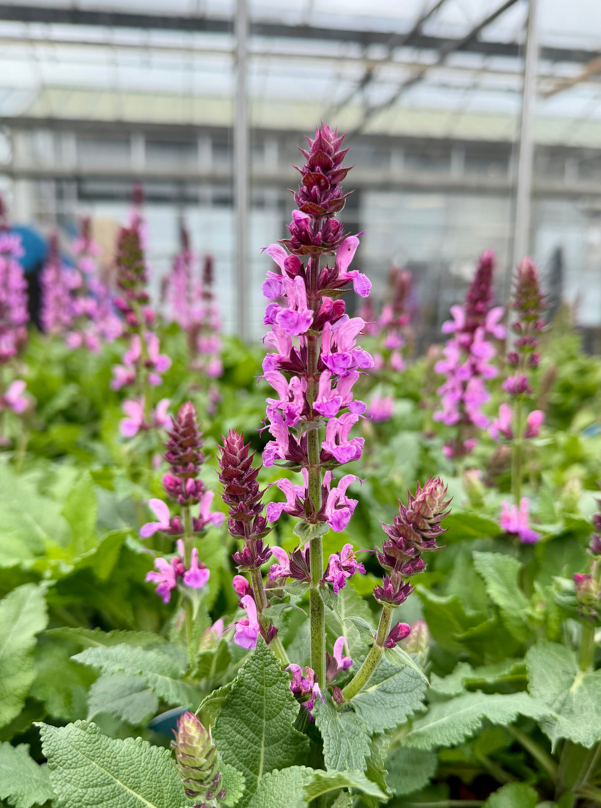 Salvia ‘Rose Marvel’ - 2Litre