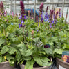Salvia nemorosa ‘Blue Marvel’ - 2Litre
