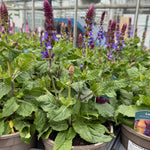 Salvia nemorosa ‘Blue Marvel’ - 2Litre