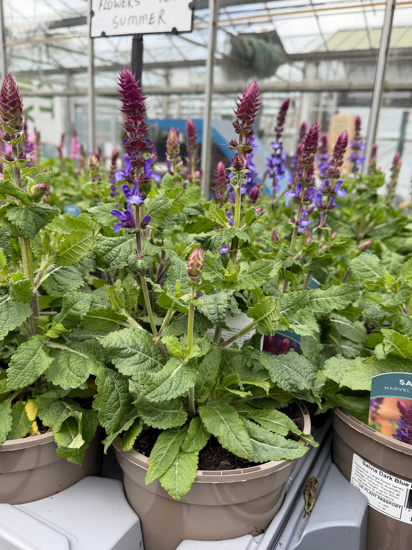 Salvia nemorosa ‘Blue Marvel’ - 2Litre