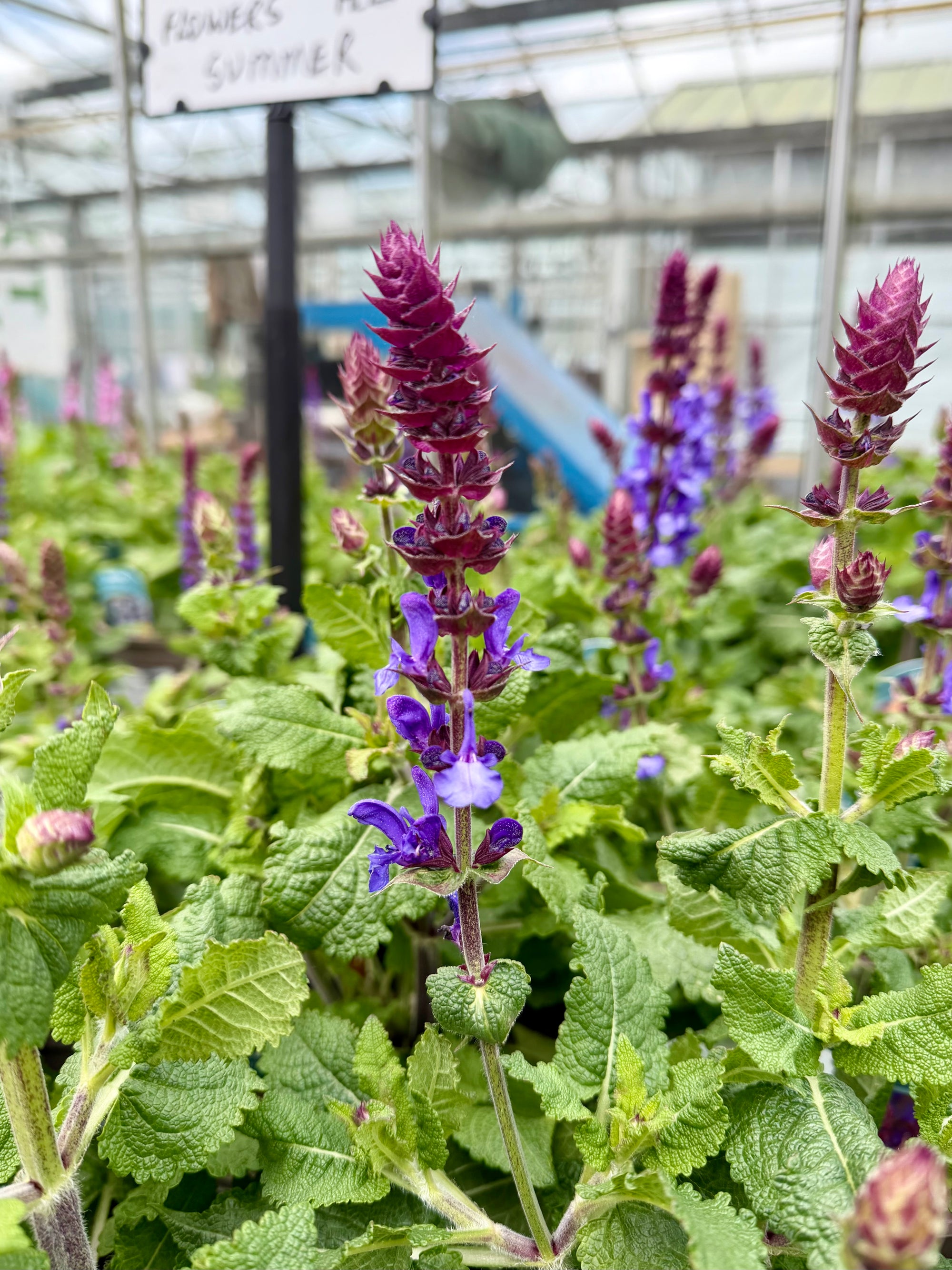 Salvia nemorosa ‘Blue Marvel’ - 2Litre