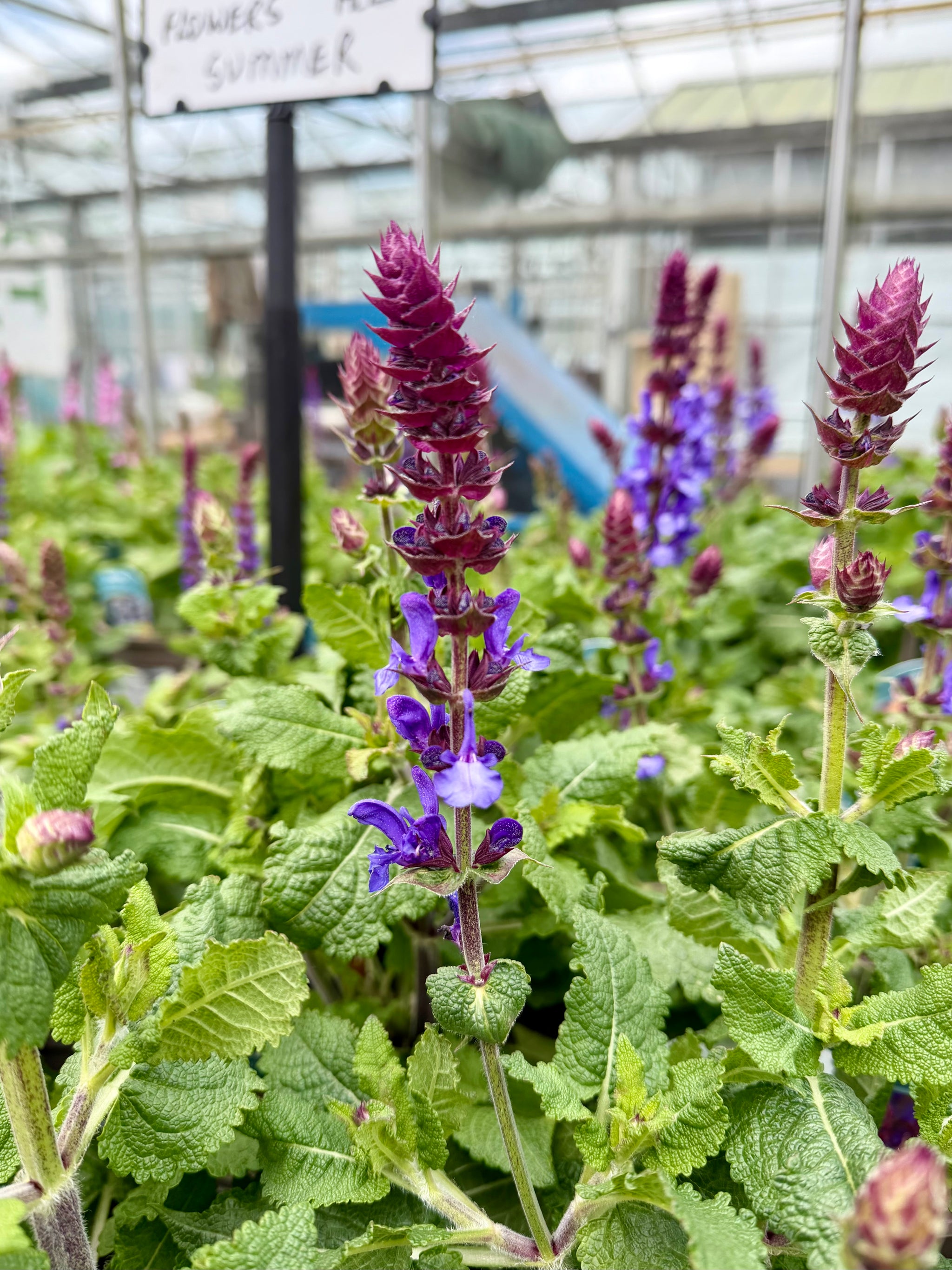 Salvia nemorosa ‘Blue Marvel’ - 2Litre