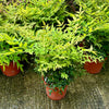 Nandina domestica 'Gulf Stream' - 10Litre