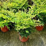 Nandina domestica 'Gulf Stream' - 10Litre