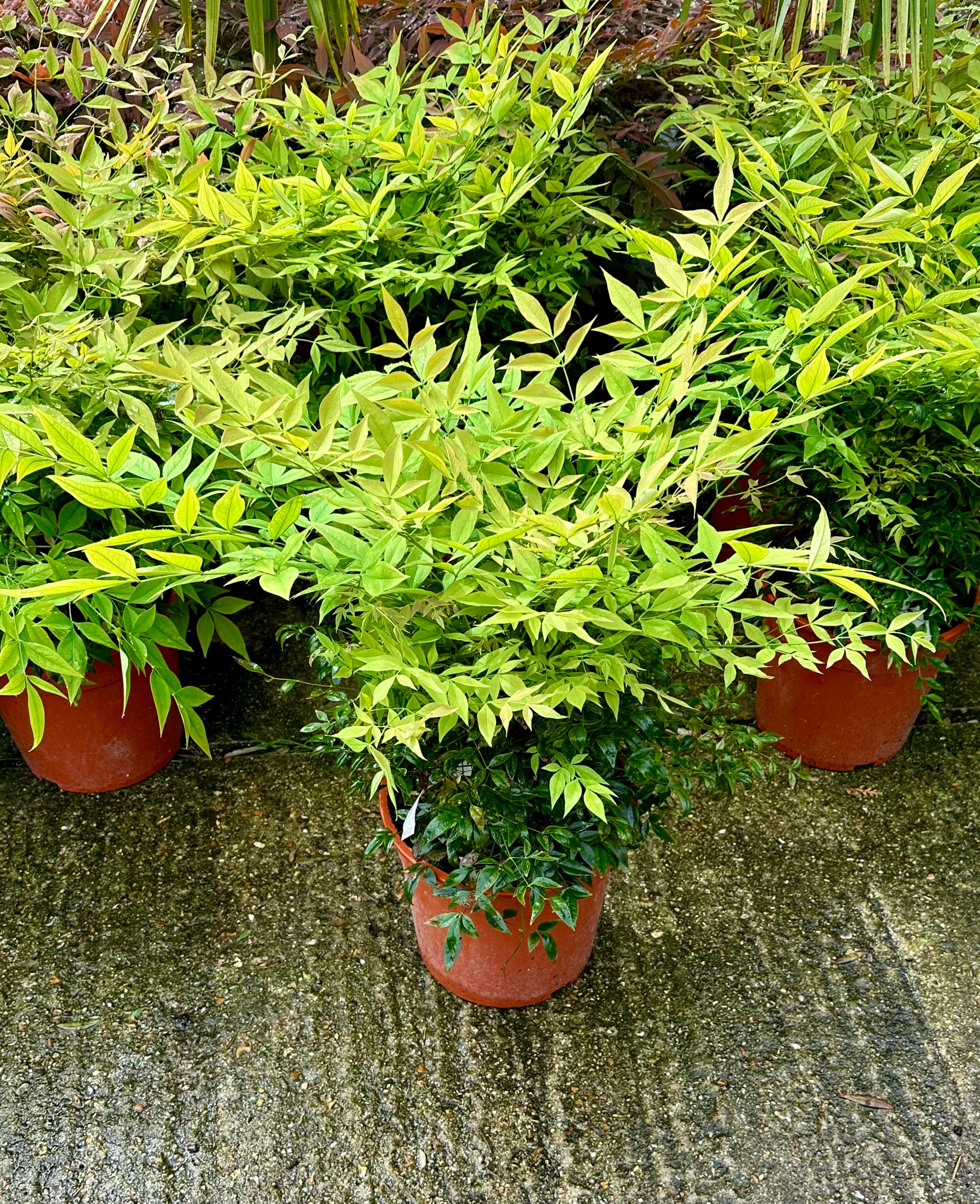 Nandina domestica 'Gulf Stream' - 10Litre