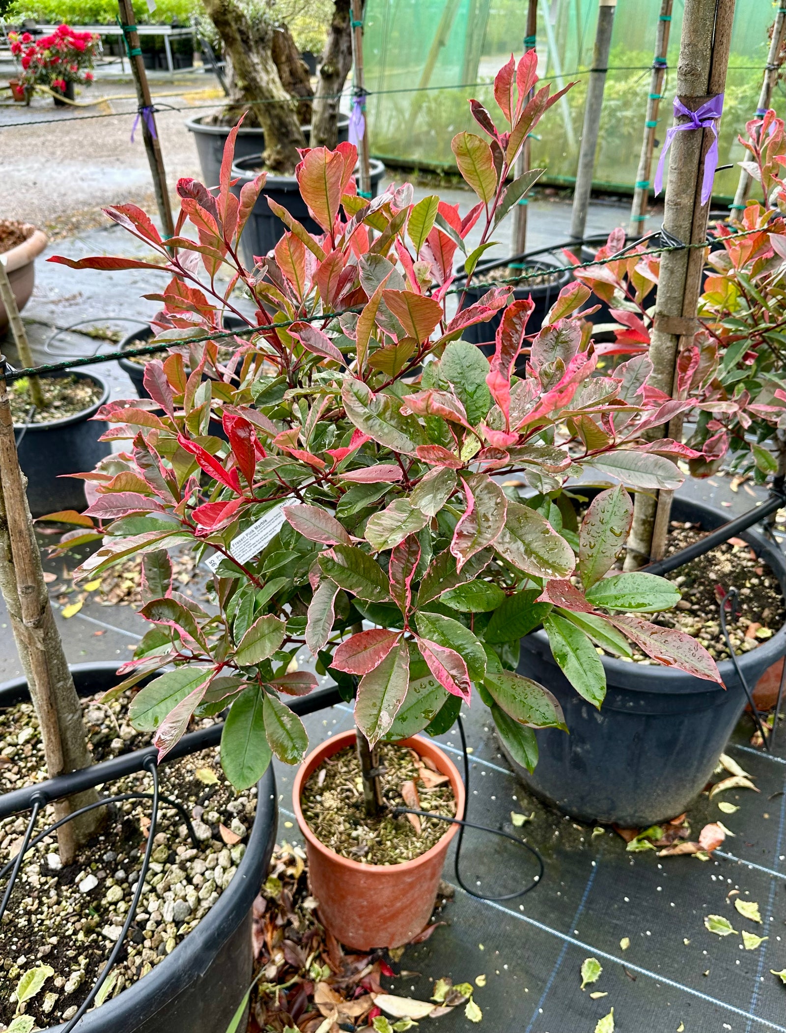 Photinia fraseri 'Pink Marble' - Lollypop