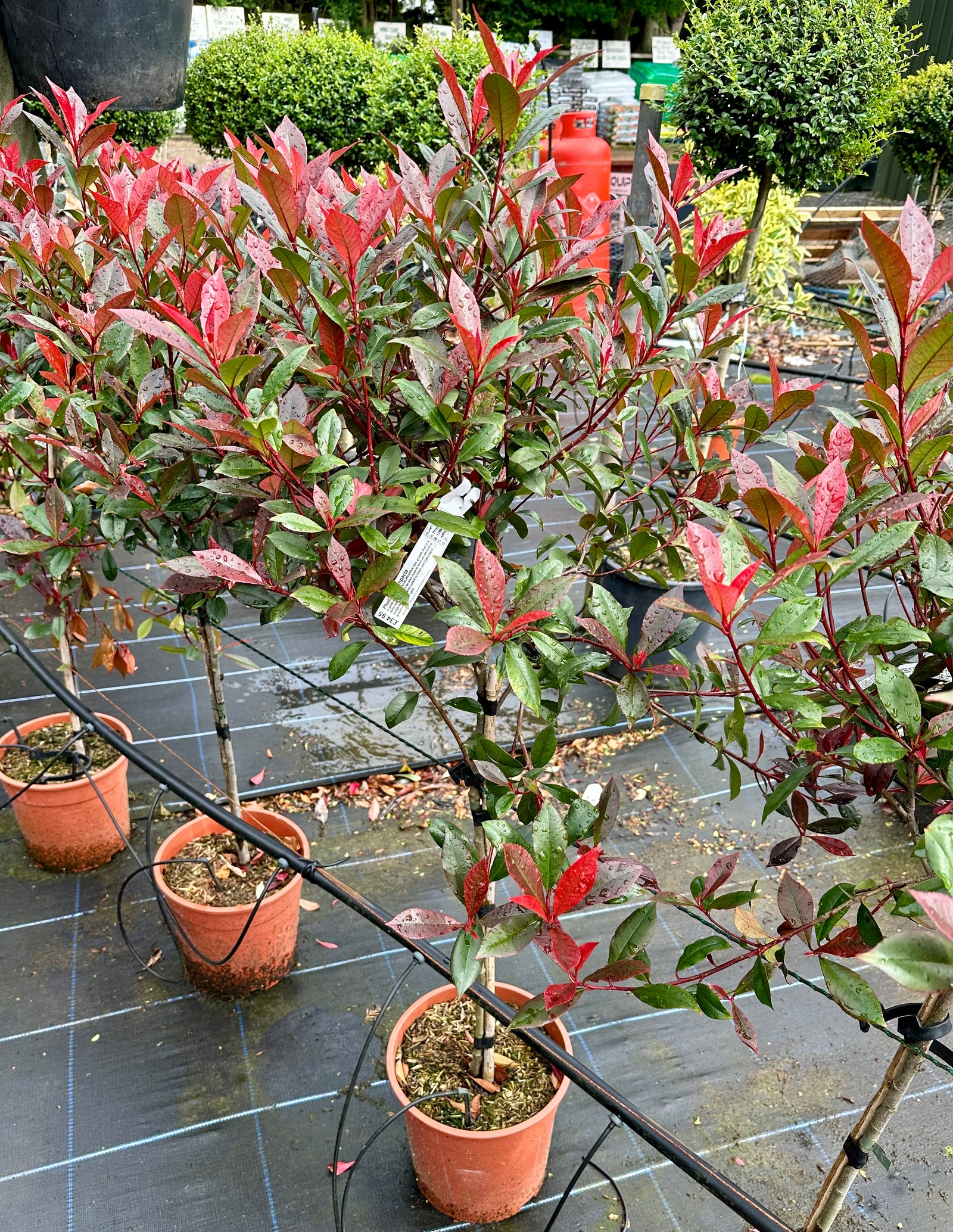 Photinia compacta - Lollypop