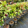 Photinia fraseri 'Pink Crispy' - Lollypop