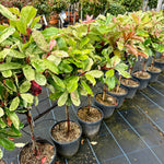 Photinia fraseri 'Pink Crispy' - Lollypop