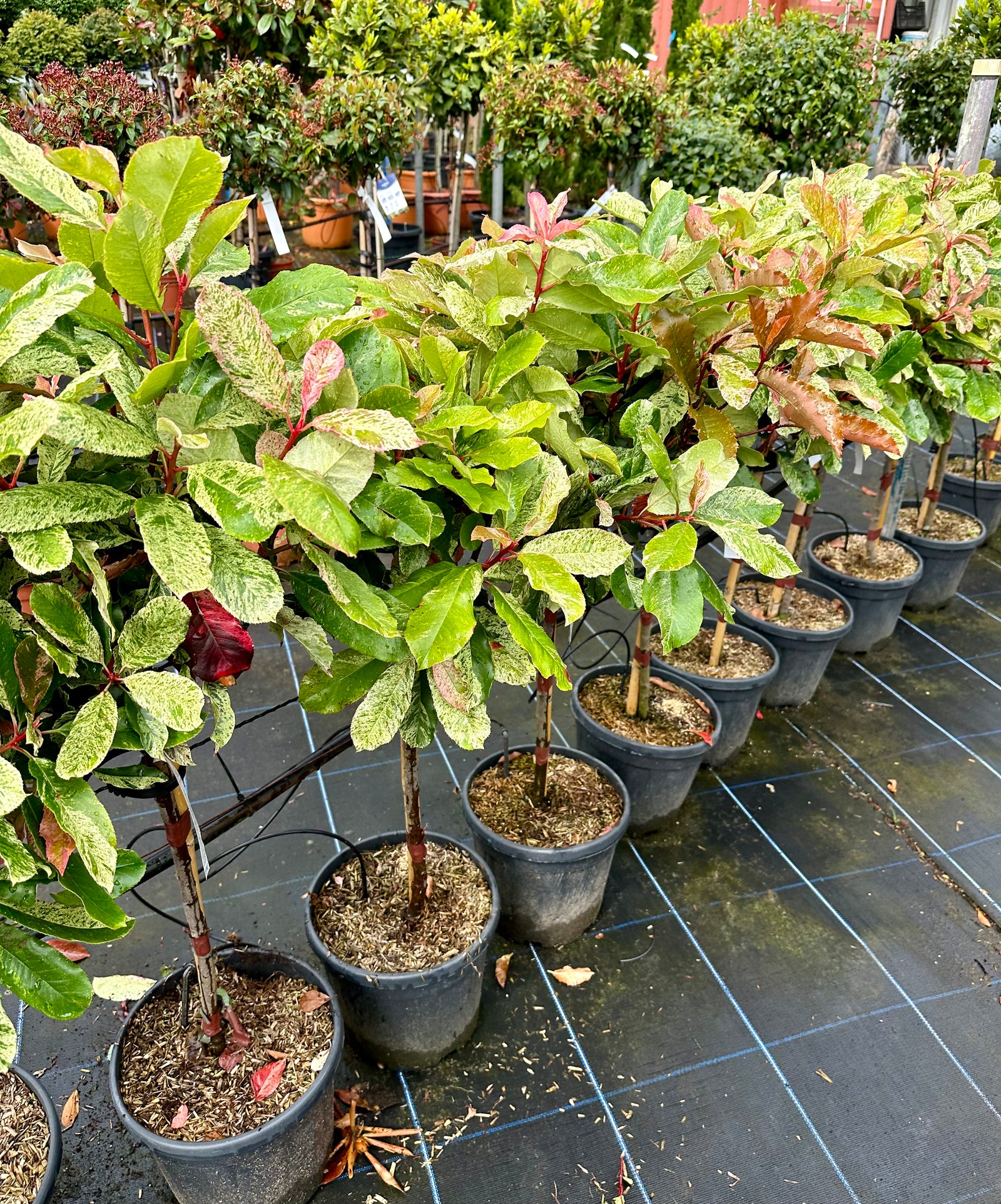 Photinia fraseri 'Pink Crispy' - Lollypop