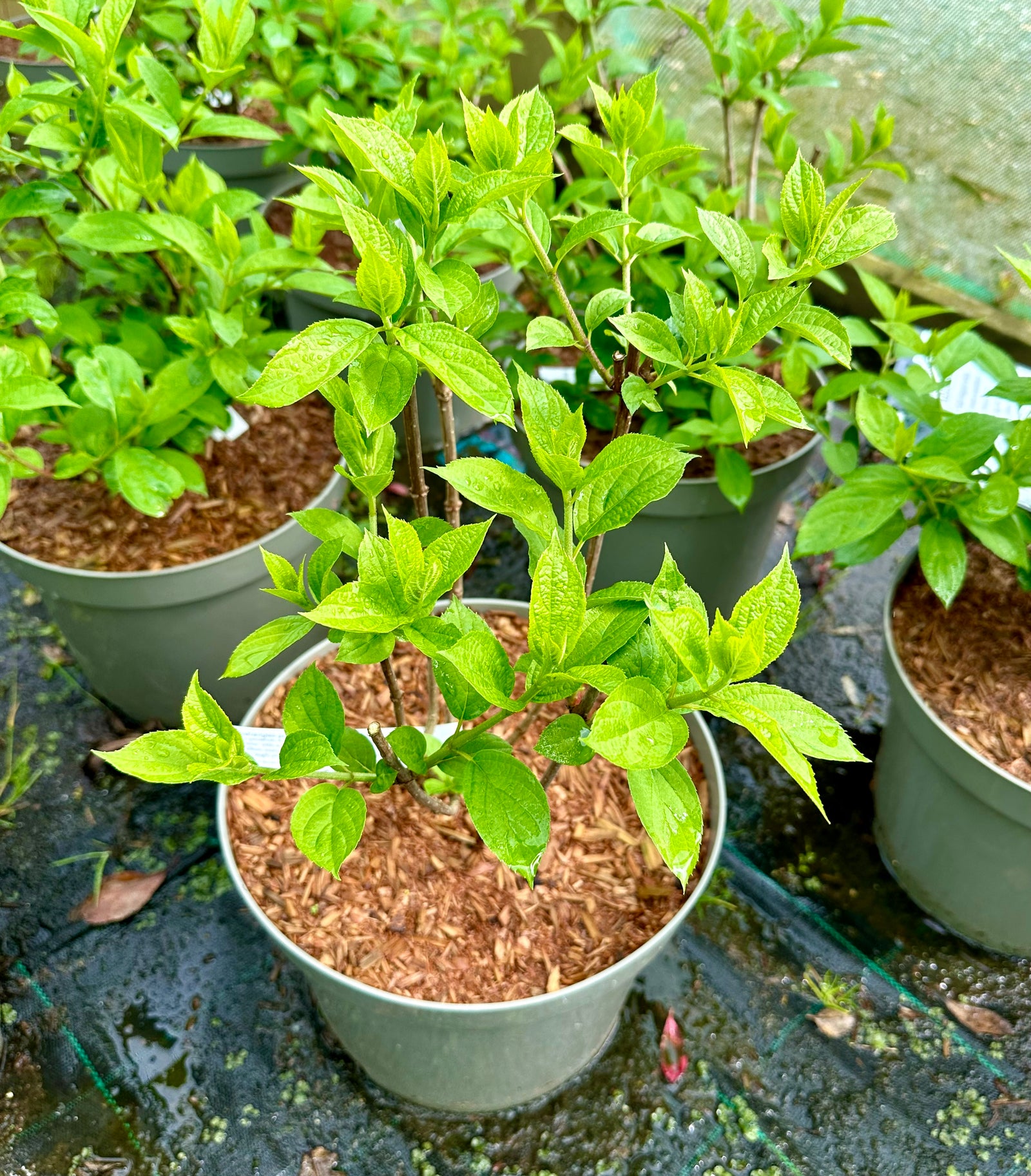 Hydrangea paniculata 'Goliath' - 10Litre