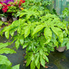 Fatsia japonica - 7.5Litre