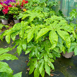 Fatsia japonica - 7.5Litre