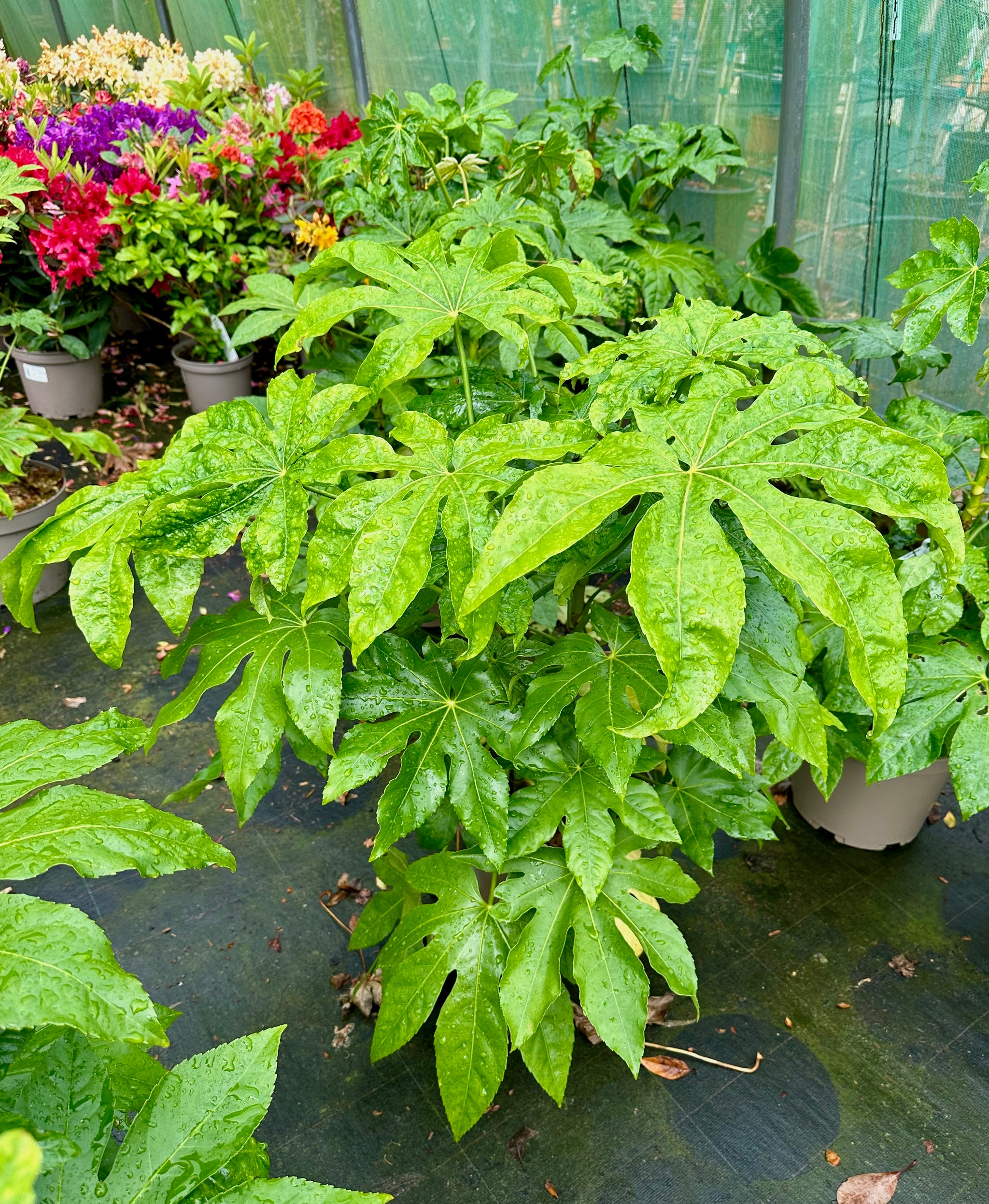 Fatsia japonica - 7.5Litre