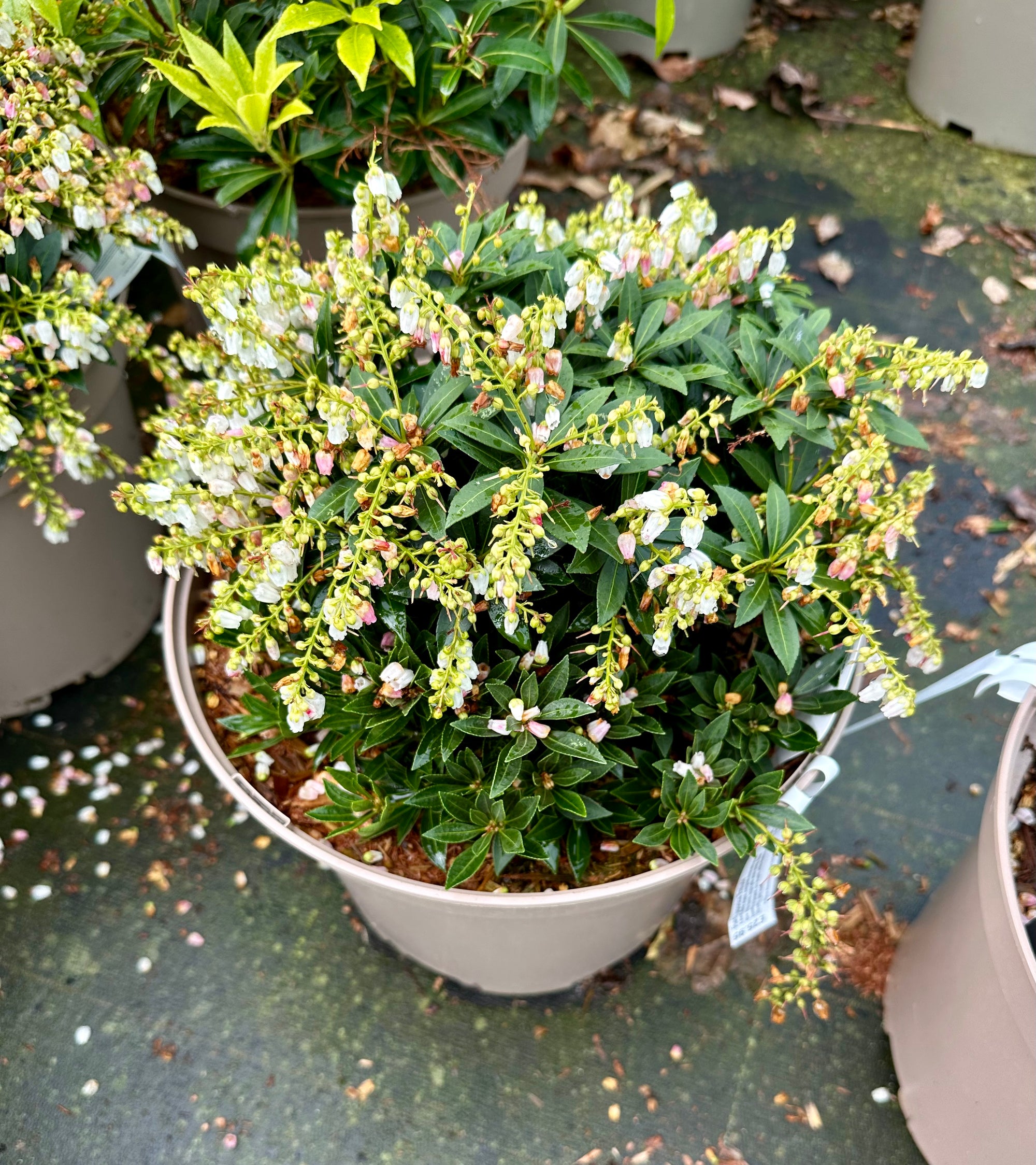 Pieris japonica 'Prelude' - 10Litre