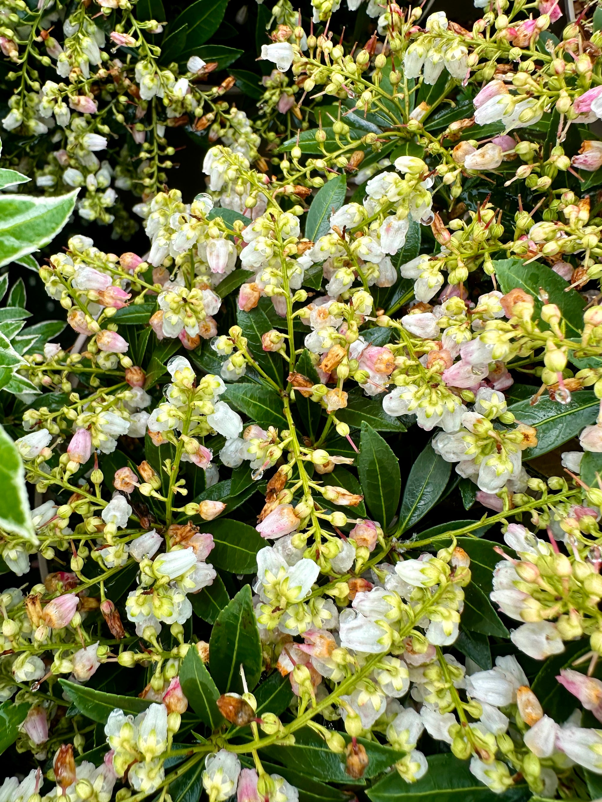 Pieris japonica 'Prelude' - 10Litre