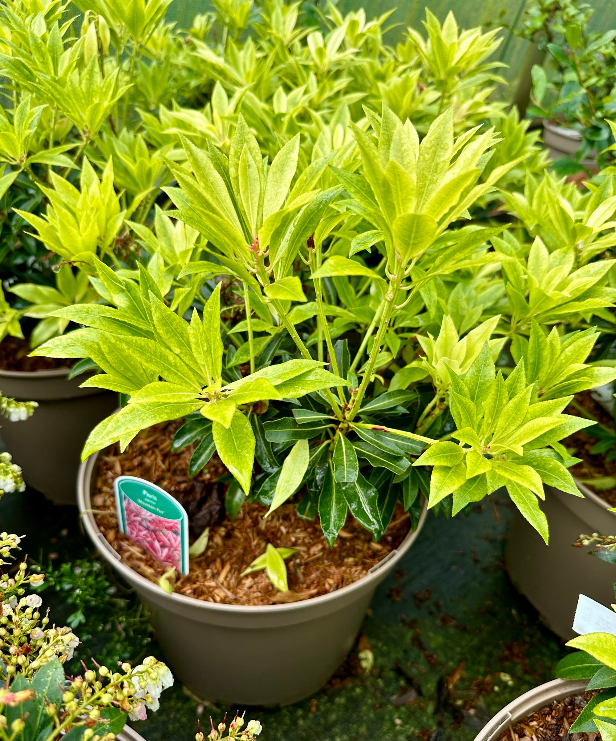 Pieris japonica 'Mountain Fire' - 10Litre