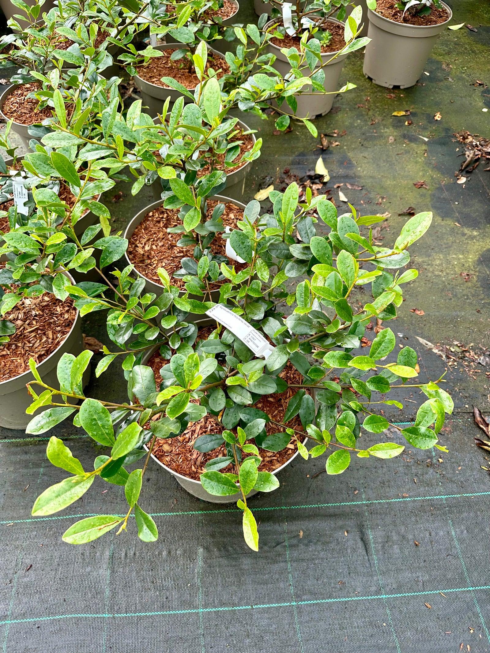 Magnolia laevifolia 'Fairy Honey Velvet' - 10Litre