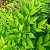 Nandina 'Brightlight'- 10Litre