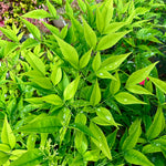 Nandina 'Brightlight'- 10Litre