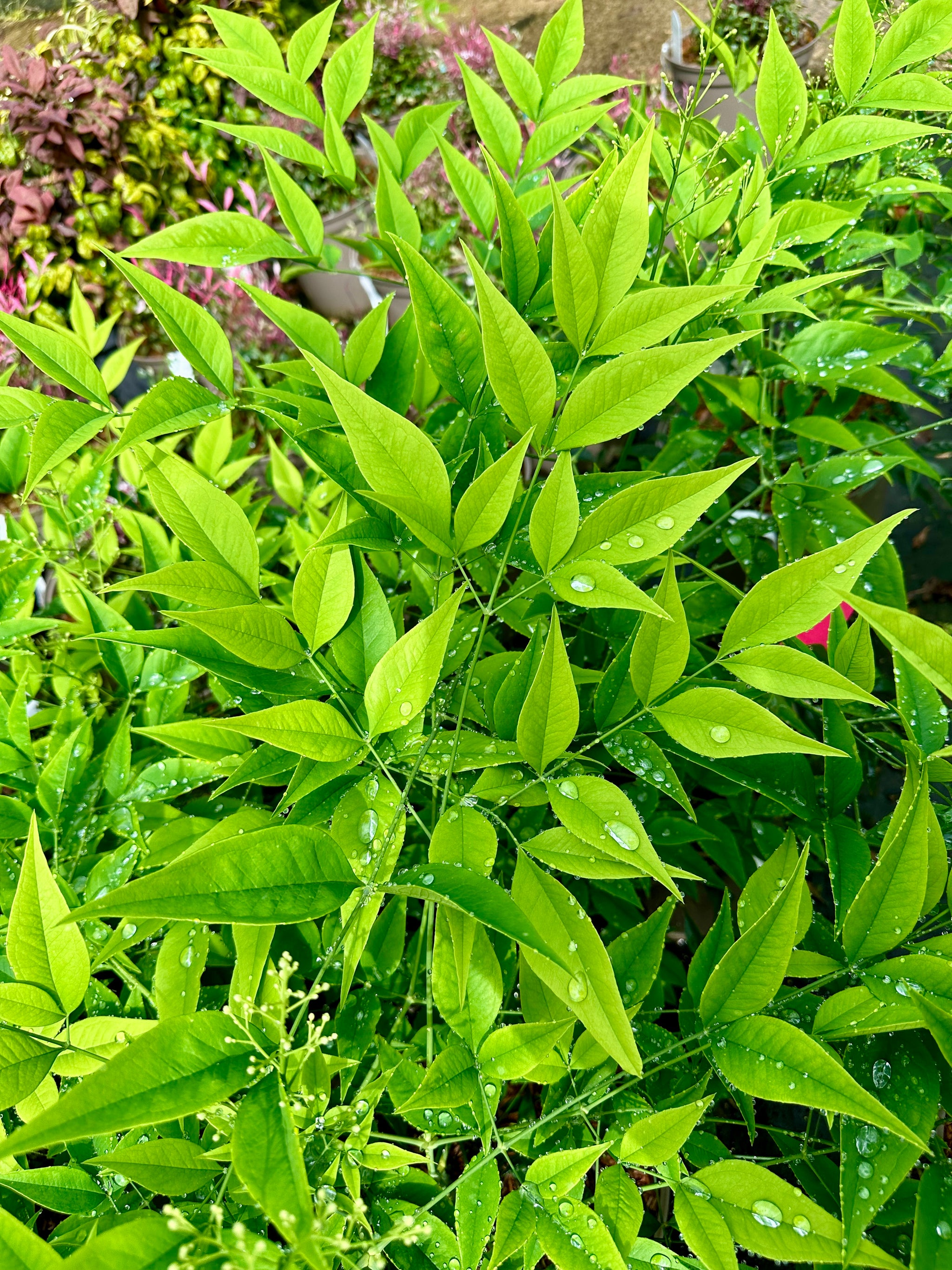 Nandina 'Brightlight'- 10Litre