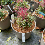 Nandina 'Red Light'- 10Litre