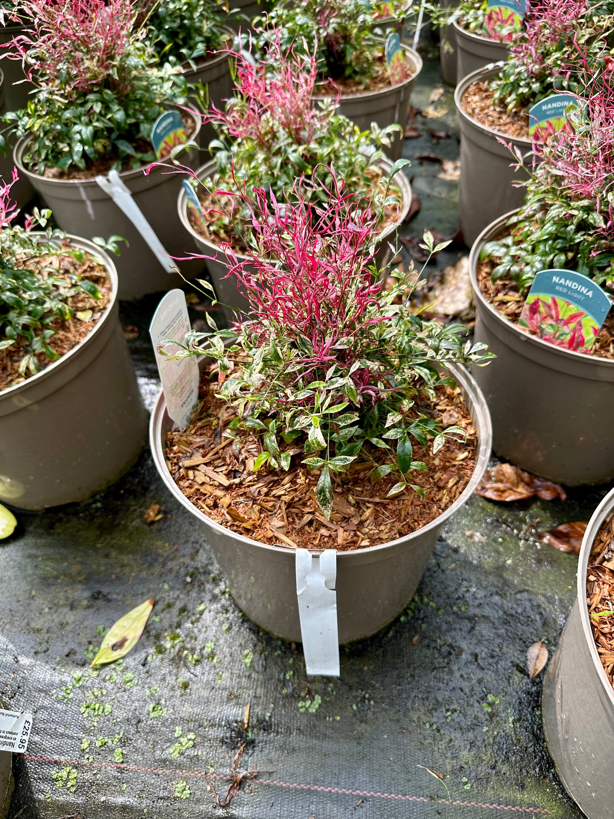 Nandina 'Red Light'- 10Litre