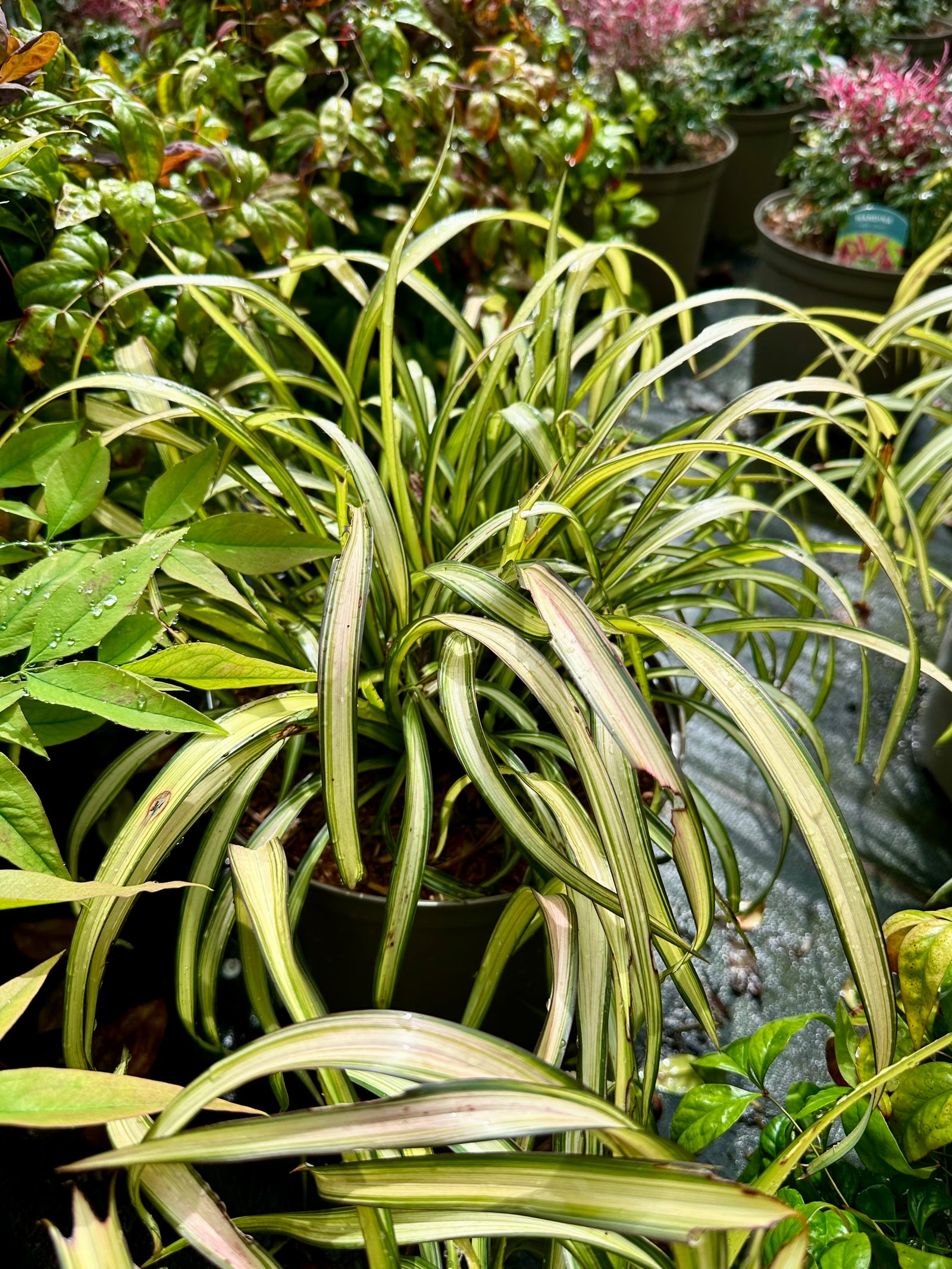 Phormium 'Blondie' - 10Litre