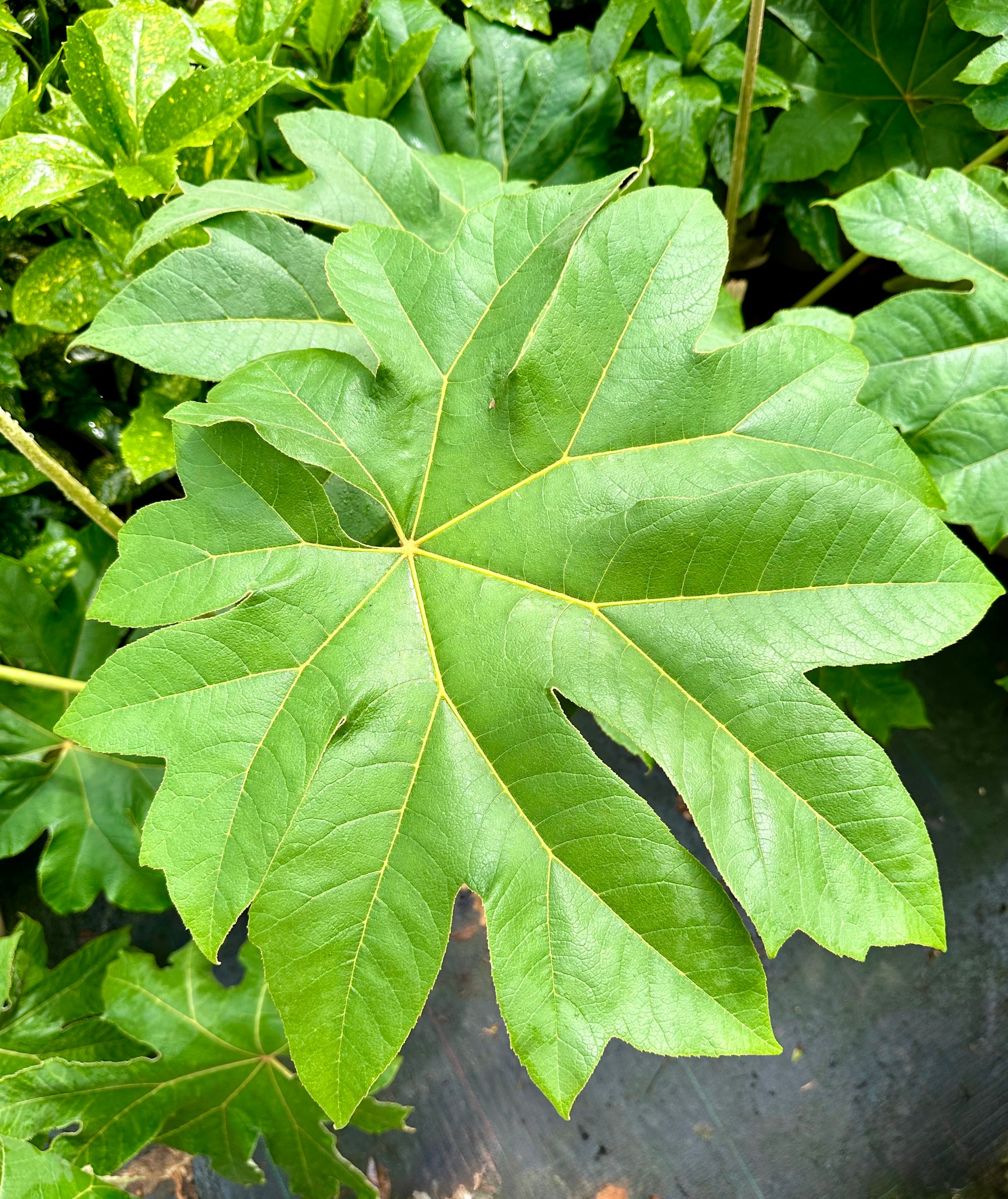 Tetrapanax papyrifera ‘Rex’ - 7.5Litre