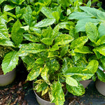 Aucuba japonica varigata - 10Litre