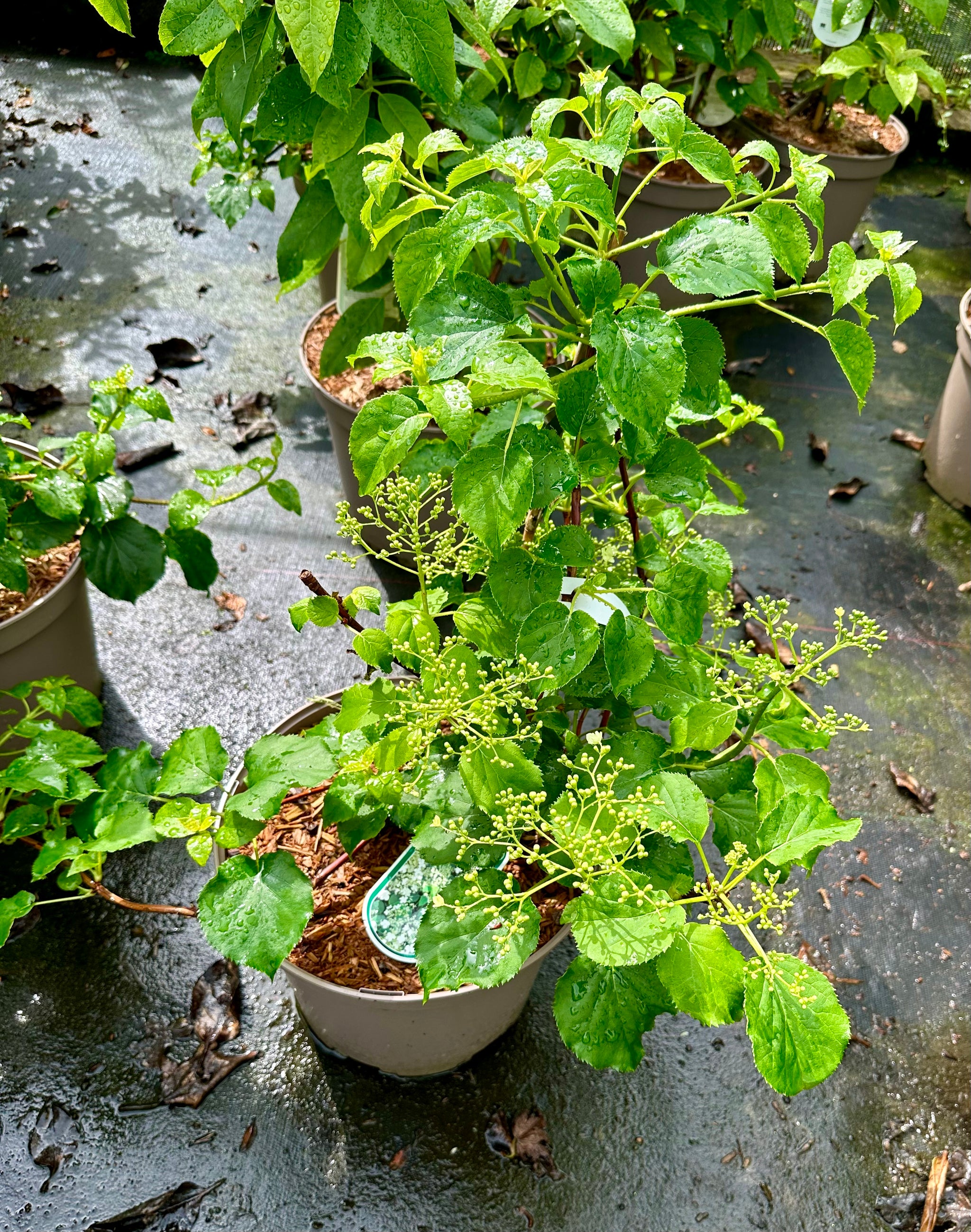 Hydrangea anomala subsp. petiolaris - 7.5Litre