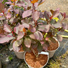 Cotinus Coggygria ‘Flame' - 10Litre