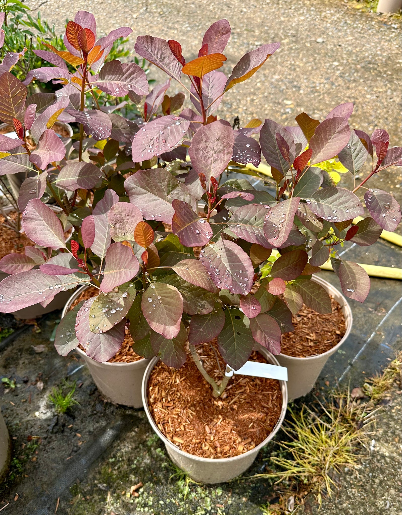 Cotinus Coggygria ‘Flame' - 10Litre