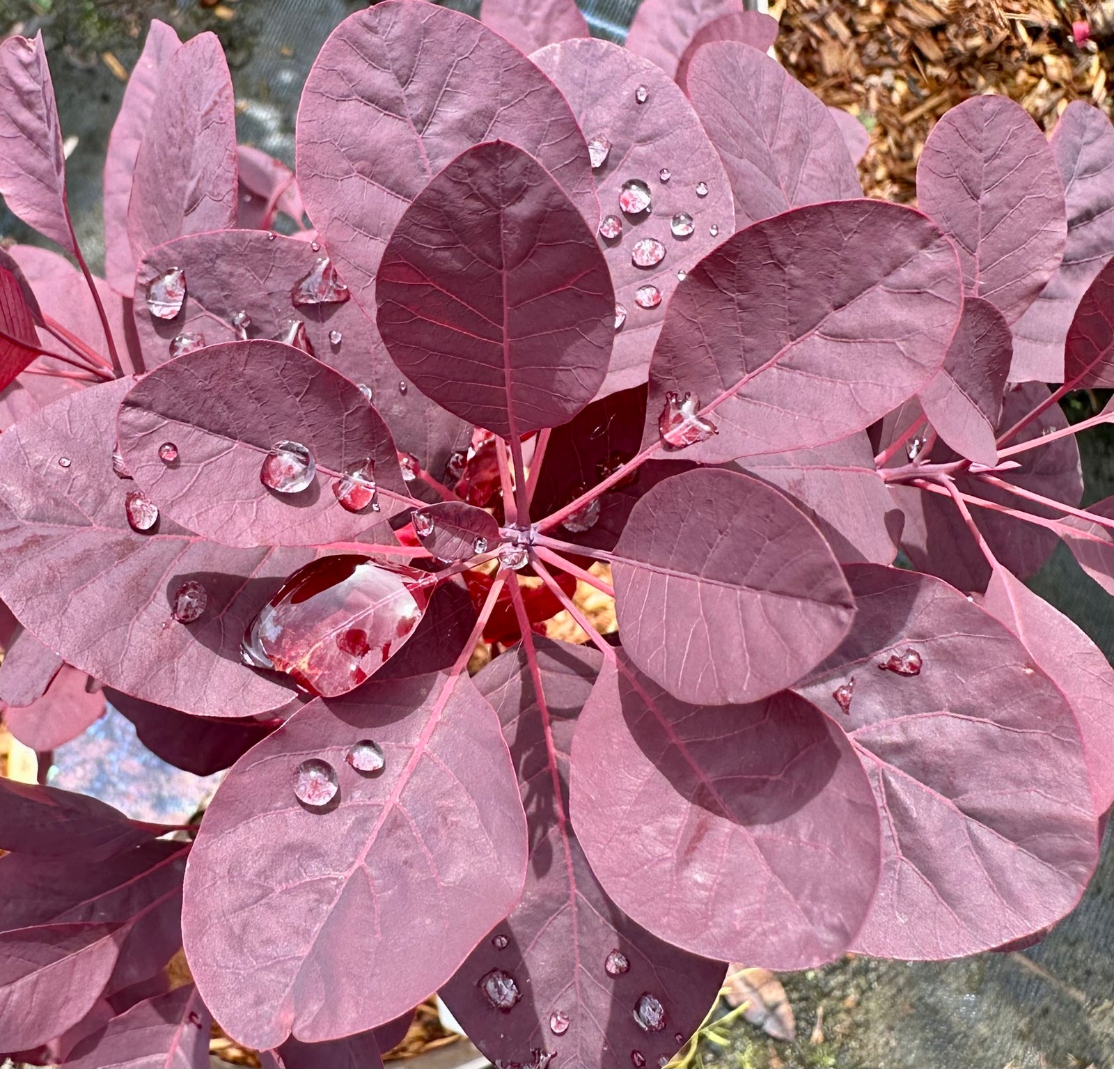 Cotinus coggygria 'Royal Purple’ - 10Litre