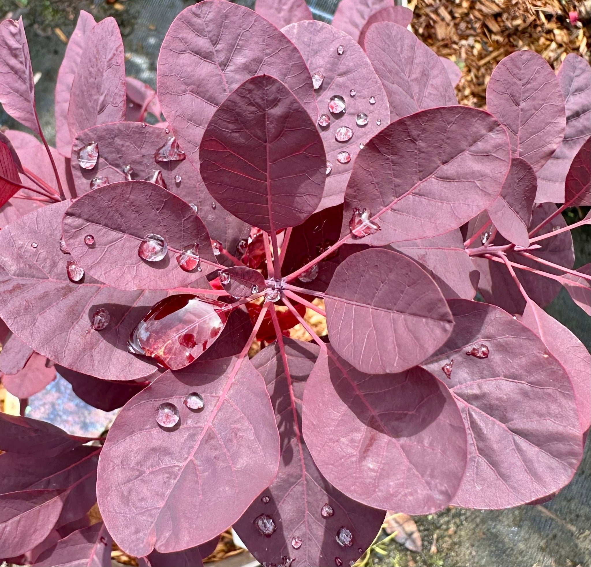 Cotinus coggygria 'Royal Purple’ - 7.5Litre (26)
