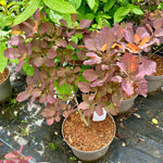 Cotinus 'Candy Floss’ - 10Litre