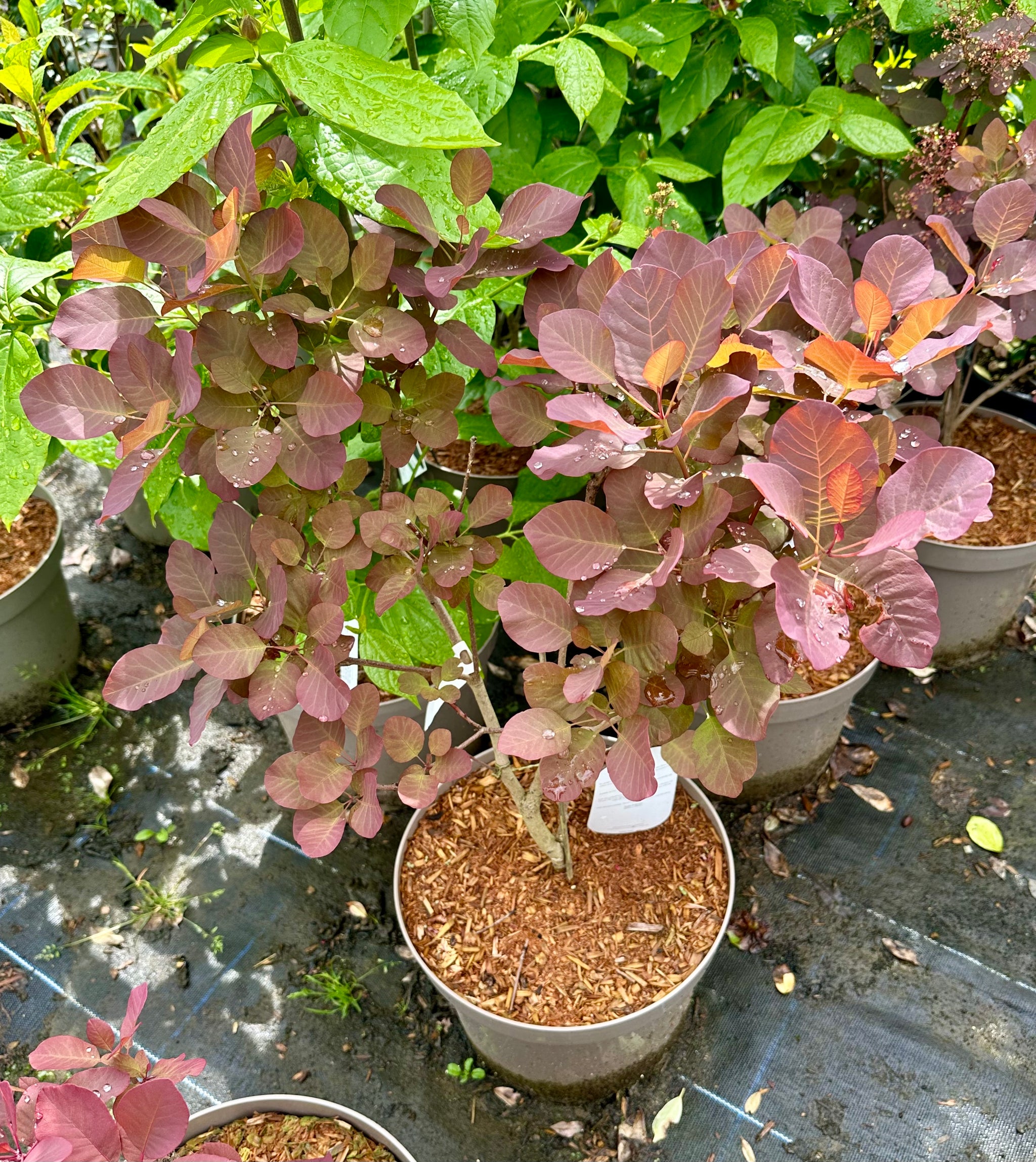 Cotinus 'Candy Floss’ - 10Litre