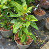 Clethra barbinervis - 10Litre