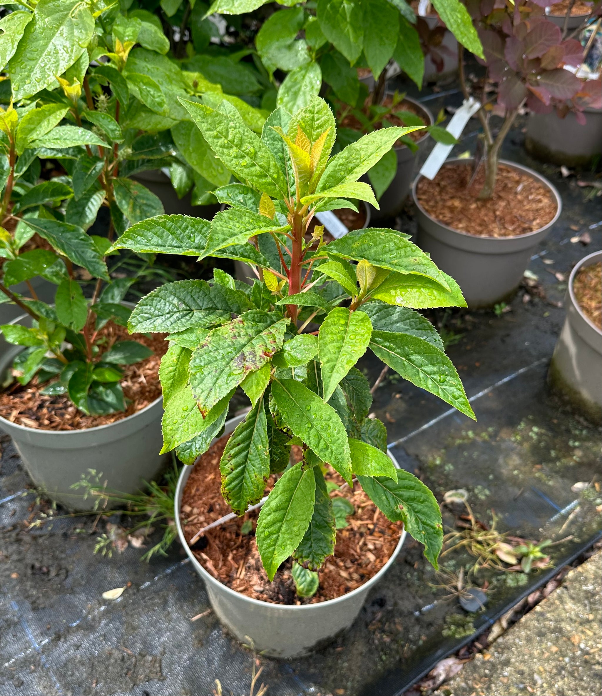 Clethra barbinervis - 10Litre