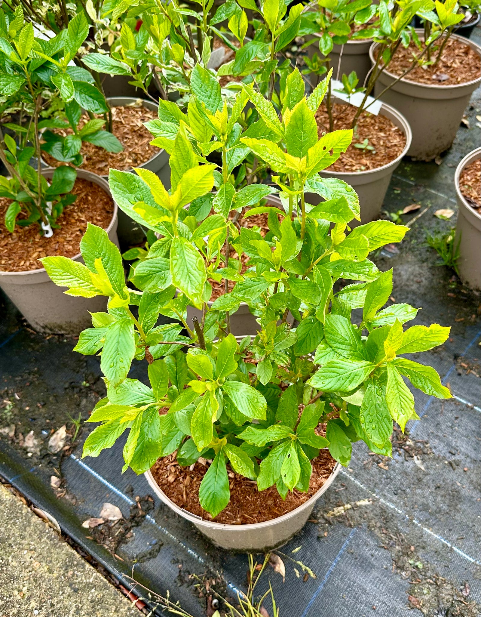 Clethra alnifolia 'Pink Spires’ 10Litre