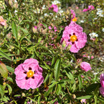 Cistus x purpureus - 7.5Litre